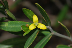 Cneorum tricoccon