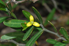 Cneorum tricoccon