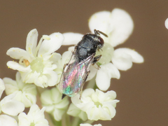 Pteromalidae