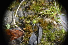 Sagina saginoides