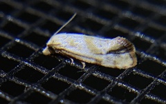 Platphalonidia plicana