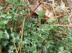 Sanguisorba minor