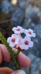 Erica ampullacea
