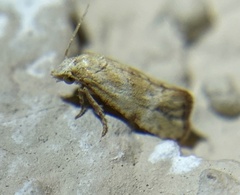 Platphalonidia plicana