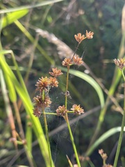 Juncus canadensis