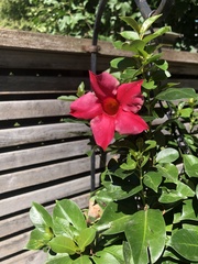Mandevilla sanderi