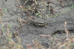 Calliptamus italicus