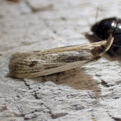Phycitini