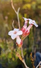 Erica ampullacea