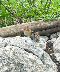 Callospermophilus lateralis