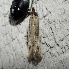Phycitini