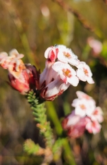 Erica ampullacea