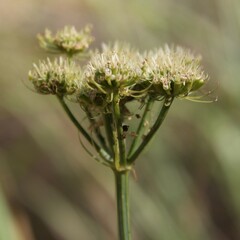 Oenanthe pimpinelloides