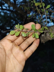 Sideroxylon occidentale