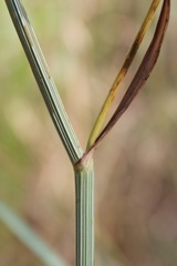 Oenanthe pimpinelloides