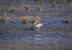 Charadrius collaris
