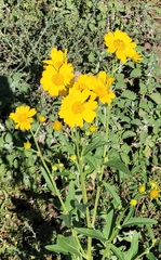 Verbesina encelioides