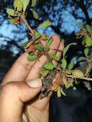 Sideroxylon occidentale