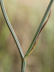 Oenanthe pimpinelloides