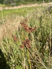 Scirpus atrovirens