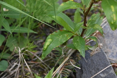 Taphrina populi-salicis