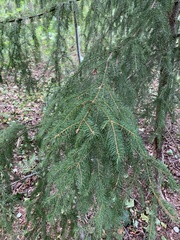 Picea × fennica