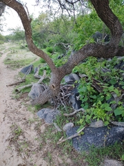 Sideroxylon occidentale