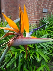 Strelitzia reginae
