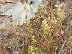 Reseda lutea