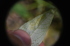 Taphrina populi-salicis