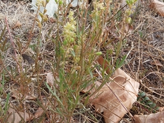 Reseda lutea