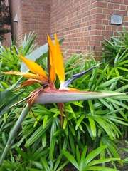 Strelitzia reginae