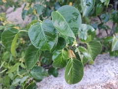Jatropha vernicosa