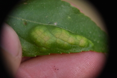 Taphrina populi-salicis