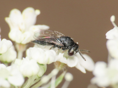 Pteromalidae