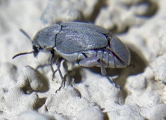 Bruchinae