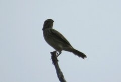 Emberiza calandra