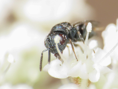 Pteromalidae