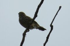 Emberiza calandra