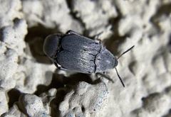 Bruchinae