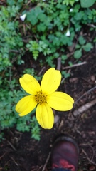 Bidens ostruthioides