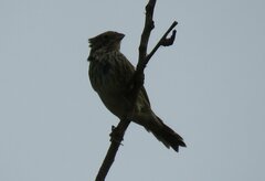 Emberiza calandra