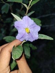 Solanum hindsianum