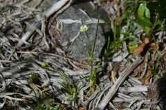 Sagina saginoides