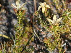 Wahlenbergia rubioides