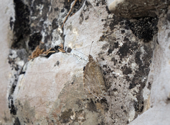 Pseudochazara pelopea