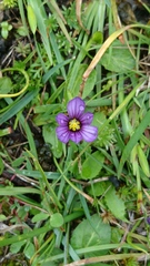 Sisyrinchium scabrum