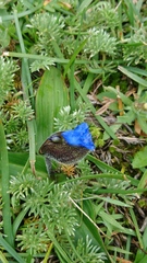 Commelina orchioides