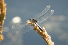 Leucorrhinia caudalis