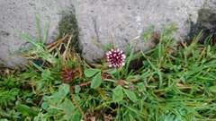 Trifolium amabile
